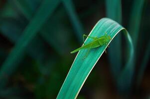 Green grasshopper in green foliage close-up photo