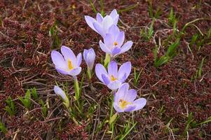 púrpura azafrán flores en el jardín. temprano primavera. foto