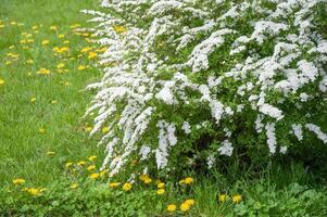 floreciente espirea arbusto con blanco flores y amarillo diente de león foto