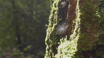 stor spindelnät. Spindel webb närbild. de stor spindelnät närbild med de gren i Det, lysande under de solljus video