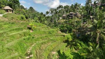 arroz campo arroz terraza bali naturaleza aéreo imágenes 4k video