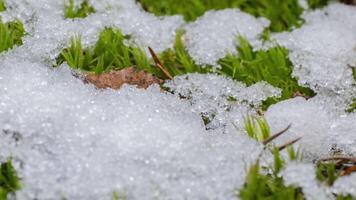 macro time-lapse schot van glimmend deeltjes van smelten sneeuw en Open groen gras en blad. verandering van seizoen van winter naar voorjaar in de Woud. video