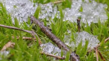 Macro time-lapse shot of shiny particles of melting snow and open green grass and branch. Change of season from winter to spring in the forest. video