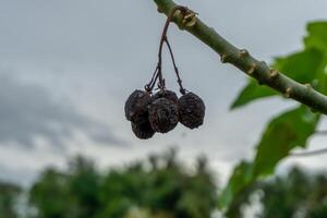 Black dried jatropha curcas fruit on tree photo