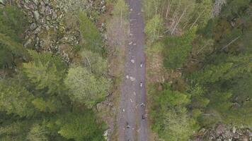 Top view of group of tourists walking along forest trail. Clip. Group of tourists goes to top of mountain along path among trees in forest video