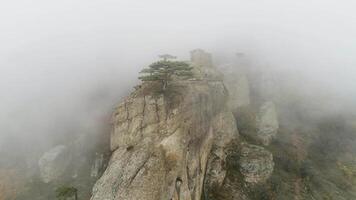 Green tree on edge of cliff in fog. Shot. Stone pillar on rock immersed in dense fog. Mystical atmosphere of autumn fog and lonely tree on edge video