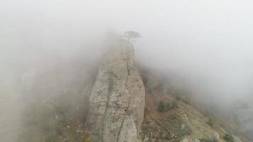 Green tree on edge of cliff in fog. Shot. Stone pillar on rock immersed in dense fog. Mystical atmosphere of autumn fog and lonely tree on edge video