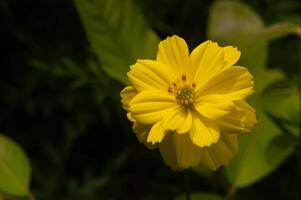 Kenikir sulfur or Cosmos sulphureus flowers are yellow in bloom photo