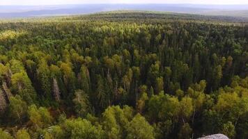 sano verde arboles en bosque de antiguo abetos y pinos imágenes. concepto de ecosistemas y sano ambiente. parte superior ver de pintoresco paisaje de denso verde bosque alcanzando horizonte con azul nublado video