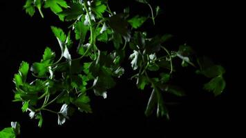 Parsley on black background. Frame. Falling green parsley cut on black background. Slow motion video