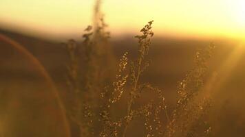 selvaggio erba con retroilluminato nel d'oro sole luce. paesaggio con asciutto steppa erba. steppa erba nel il sole video