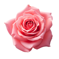 AI generated PNG Image featuring Pink Rose Isolation