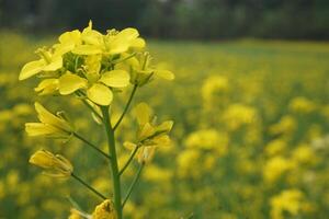 mostaza flor en Bangladesh foto