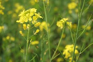 mostaza flor en Bangladesh foto