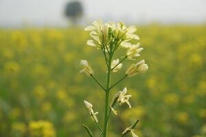 Mustard Flower In Bangladesh photo