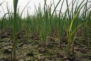 cebolla plántulas tener estado plantado en agrícola tierra. cuyo nombre es guti cebolla foto