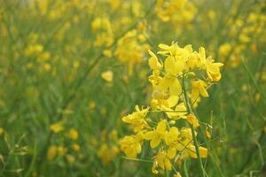 mostaza flor en Bangladesh foto