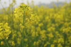 mostaza flor en Bangladesh foto