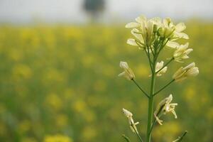 mostaza flor en Bangladesh foto