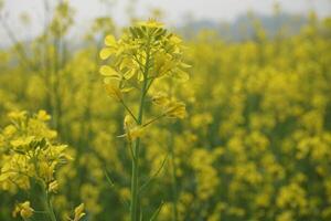 mostaza flor en Bangladesh foto