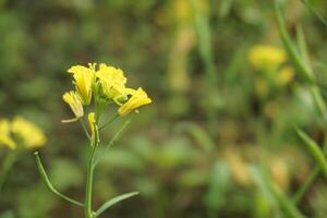 mostaza flor en Bangladesh foto