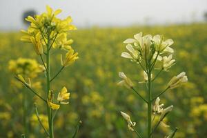 Mustard Flower In Bangladesh photo