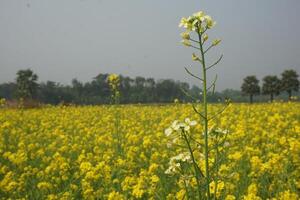 mustard flowerin In Bangladesh photo