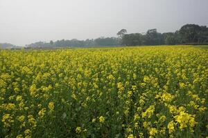 mustard flowerin In Bangladesh photo