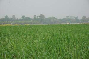 Green wheat has been cultivated on agricultural land photo