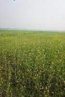 mustard flowerin In Bangladesh photo