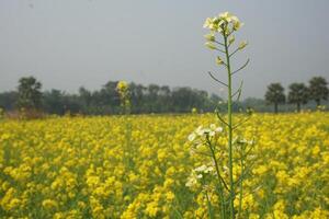 mustard flowerin In Bangladesh photo