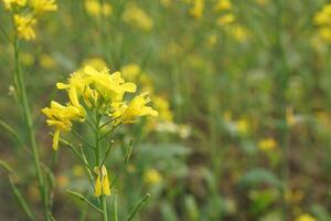 mostaza flor en Bangladesh foto