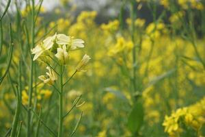 Mustard Flower In Bangladesh photo