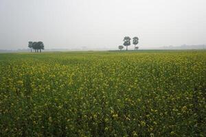 Mustard Flower In Bangladesh photo