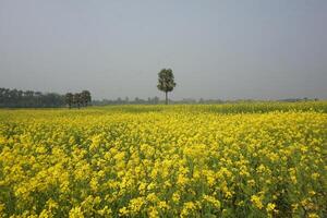 Mustard Flower In Bangladesh photo