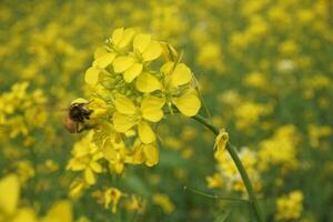 Mustard Flower In Bangladesh photo