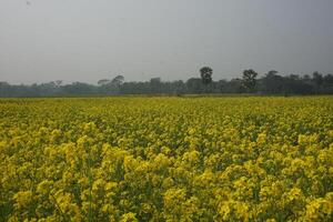 Mustard Flower In Bangladesh photo