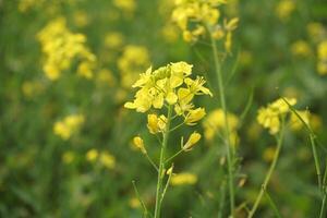 Mustard Flower In Bangladesh photo