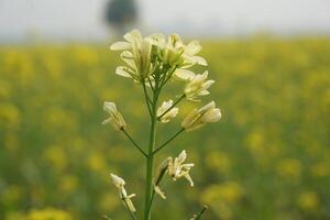 mostaza flor en Bangladesh foto