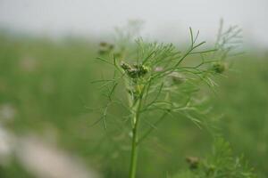 Green wheat has been cultivated on agricultural land photo