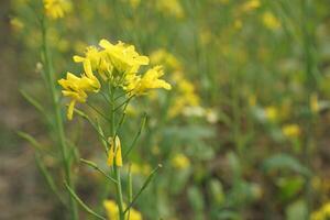 Mustard Flower In Bangladesh photo