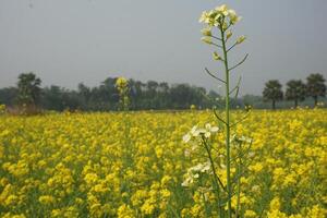 Mustard Flower In Bangladesh photo