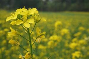 mostaza flor en Bangladesh foto