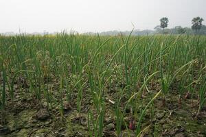 cebolla plántulas tener estado plantado en agrícola tierra. cuyo nombre es guti cebolla foto