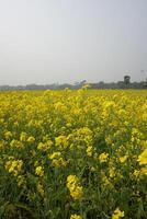 mustard flowerin In Bangladesh photo