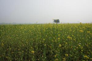 mustard flowerin In Bangladesh photo