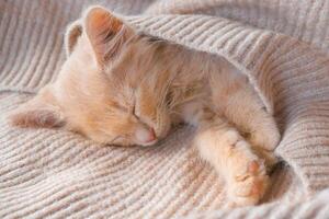 Cute little ginger kitten lies on a beige knitted bedspread photo