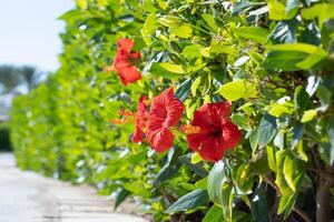 beautiful red hibiscus rosa in the hotel floral design photo