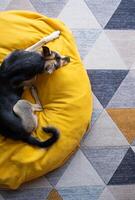 cute dog sitting on yellow pet bed over blue wall background at home photo