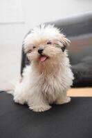 Cute white Bichon Bolognese dog is posing to the camera photo